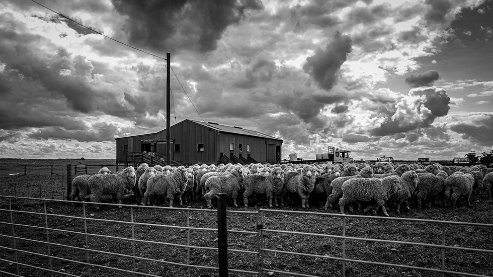 Australian merino wool